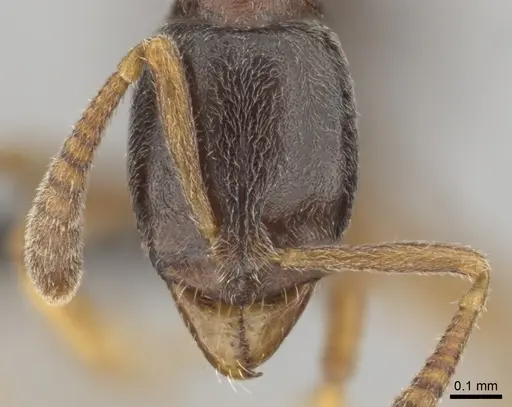 Hypoponera eduardi - CASENT0256232