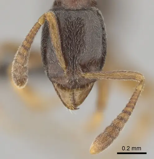 Hypoponera eduardi - CASENT0256232