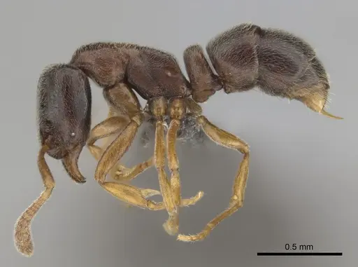 Hypoponera eduardi - CASENT0256232