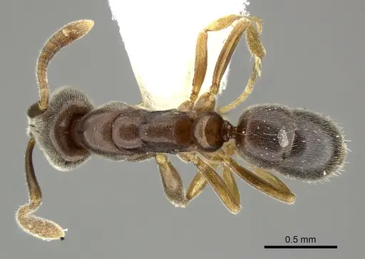 Hypoponera eduardi - CASENT0270524