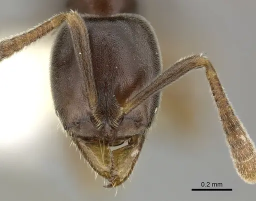 Hypoponera eduardi - CASENT0270524