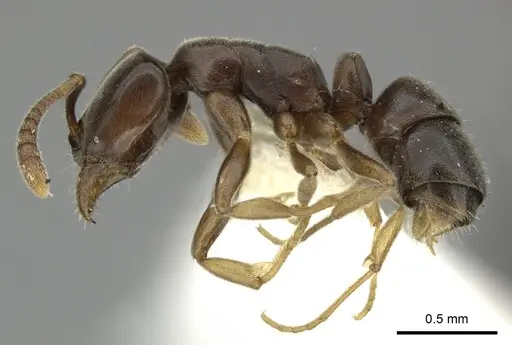 Hypoponera eduardi - CASENT0270524