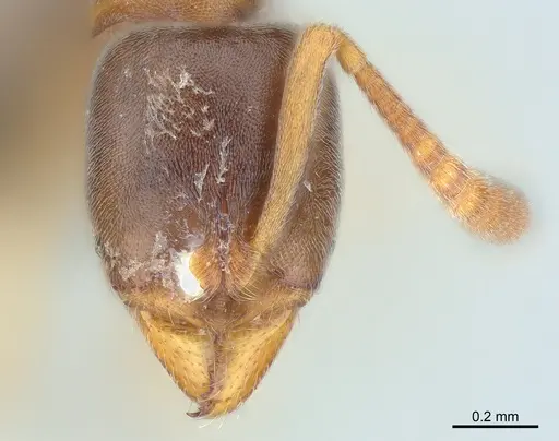 Hypoponera eduardi - CASENT0381249