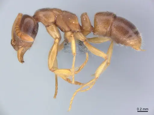 Hypoponera eduardi - CASENT0381249