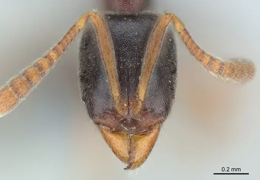 Hypoponera eduardi - CASENT0381252