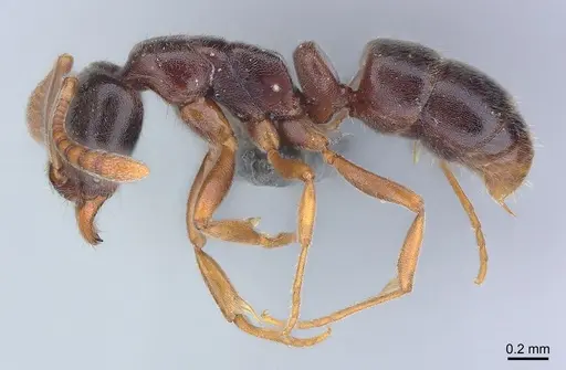 Hypoponera eduardi - CASENT0381252