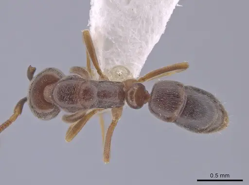 Hypoponera eduardi - CASENT0630098