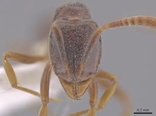 Hypoponera eduardi - CASENT0630098