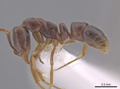 Hypoponera eduardi - CASENT0630098