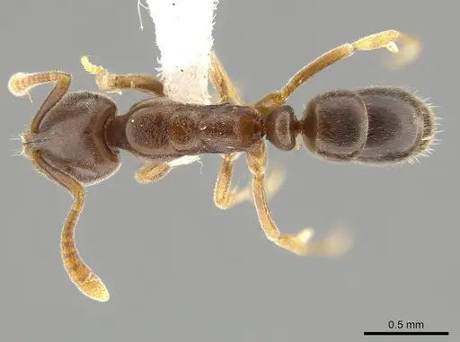 Hypoponera eduardi - CASENT0650651