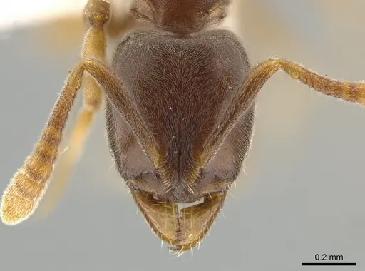 Hypoponera eduardi - CASENT0650651