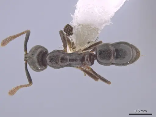 Hypoponera eduardi - CASENT0654256