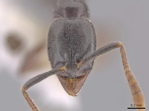 Hypoponera eduardi - CASENT0654256