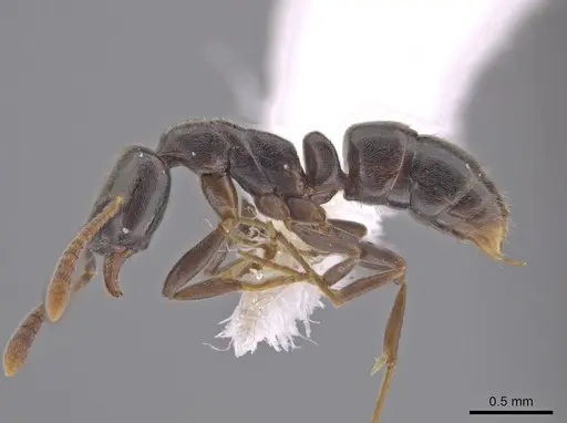 Hypoponera eduardi - CASENT0654256