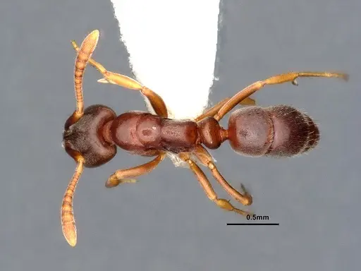 Hypoponera eduardi - CASENT0884387