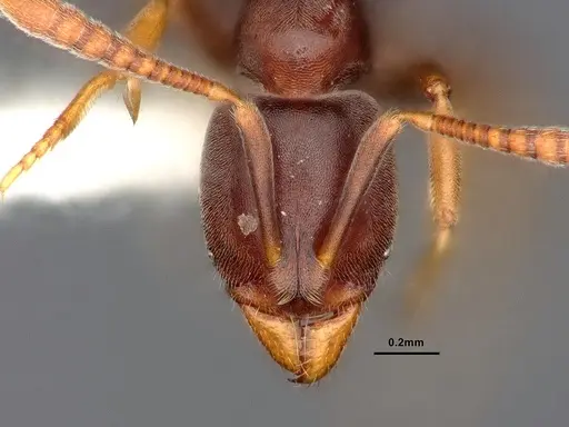 Hypoponera eduardi - CASENT0884387