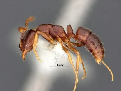 Hypoponera eduardi - CASENT0884387