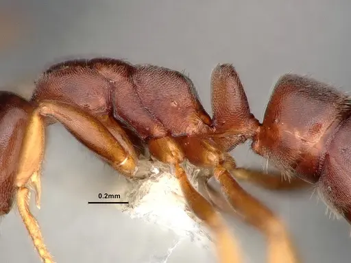 Hypoponera eduardi - CASENT0884387