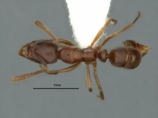 Hypoponera eduardi - CASENT0886863