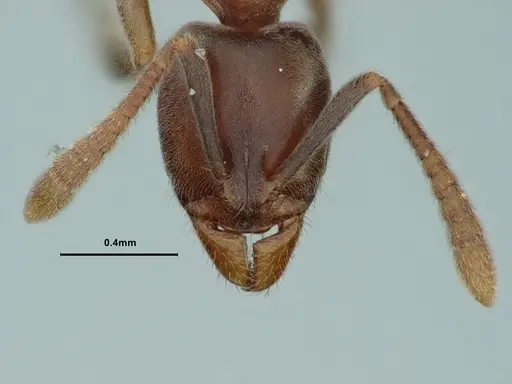 Hypoponera eduardi - CASENT0886863