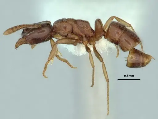 Hypoponera eduardi - CASENT0886863