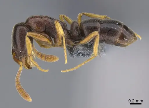 Hypoponera eduardi - CASENT0898518