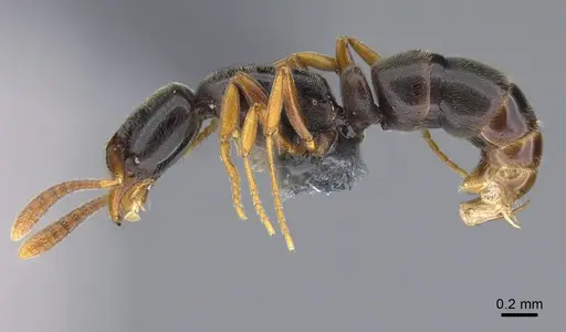 Hypoponera eduardi - CASENT0898520