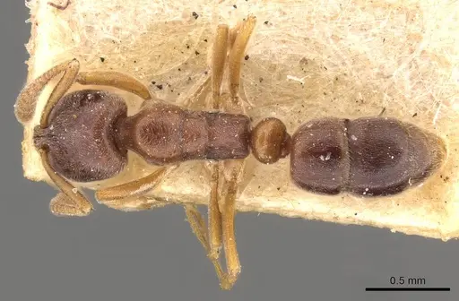 Hypoponera eduardi - CASENT0907299