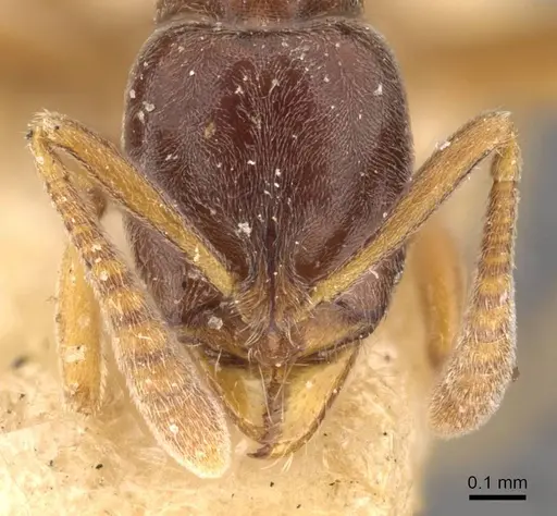 Hypoponera eduardi - CASENT0907299