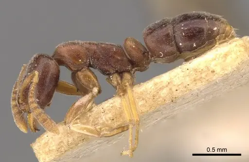 Hypoponera eduardi - CASENT0907299