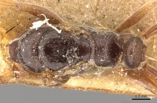 Hypoponera eduardi - CASENT0907300