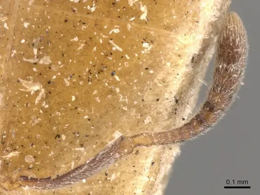 Hypoponera eduardi - CASENT0907300