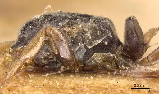 Hypoponera eduardi - CASENT0907300