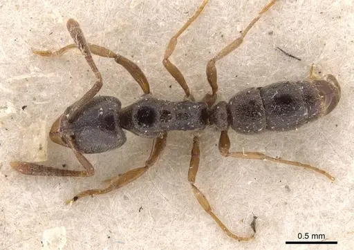 Hypoponera eduardi - CASENT0907309