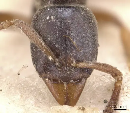 Hypoponera eduardi - CASENT0907309