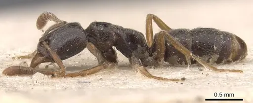 Hypoponera eduardi - CASENT0907309