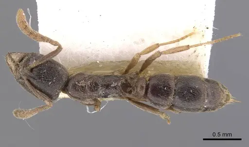 Hypoponera eduardi - CASENT0907331