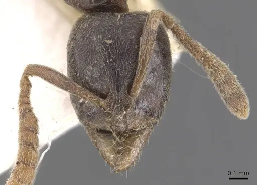 Hypoponera eduardi - CASENT0907331