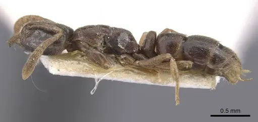 Hypoponera eduardi - CASENT0907331