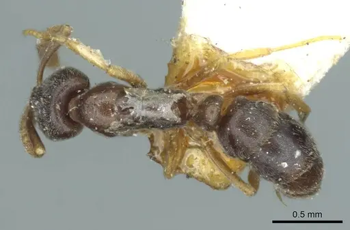 Hypoponera eduardi - CASENT0915868