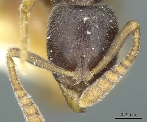 Hypoponera eduardi - CASENT0915868