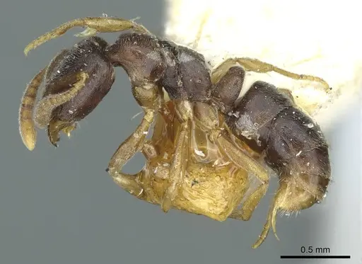 Hypoponera eduardi - CASENT0915868