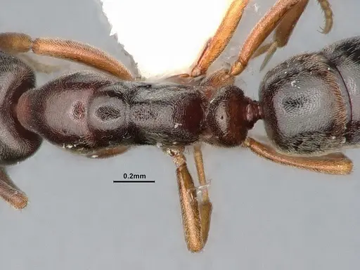 Hypoponera eduardi - CASENT4031633