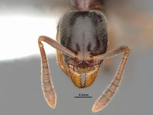 Hypoponera eduardi - CASENT4031633