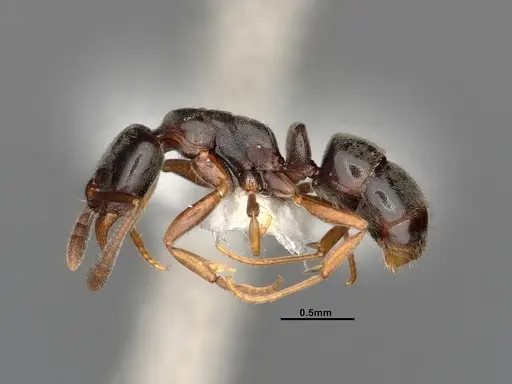 Hypoponera eduardi - CASENT4031633