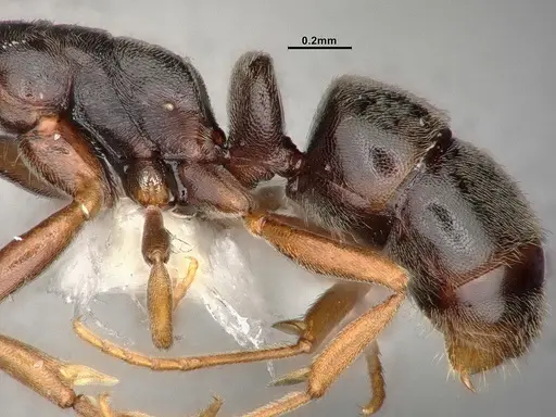 Hypoponera eduardi - CASENT4031633