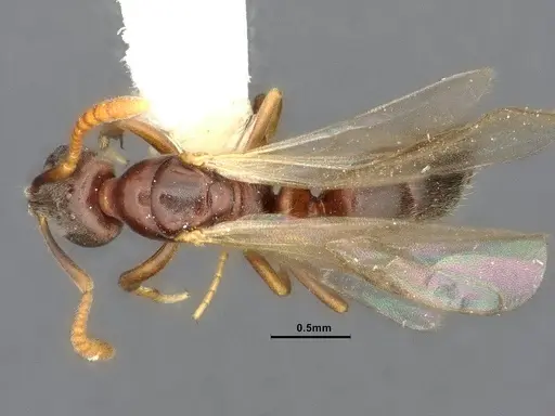 Hypoponera eduardi - CASENT4032668