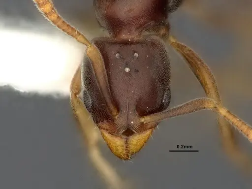 Hypoponera eduardi - CASENT4032668