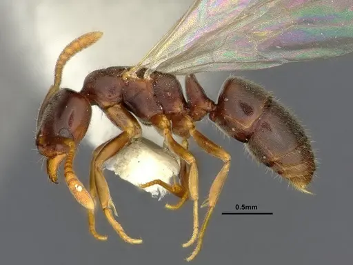 Hypoponera eduardi - CASENT4032668