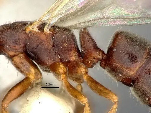 Hypoponera eduardi - CASENT4032668